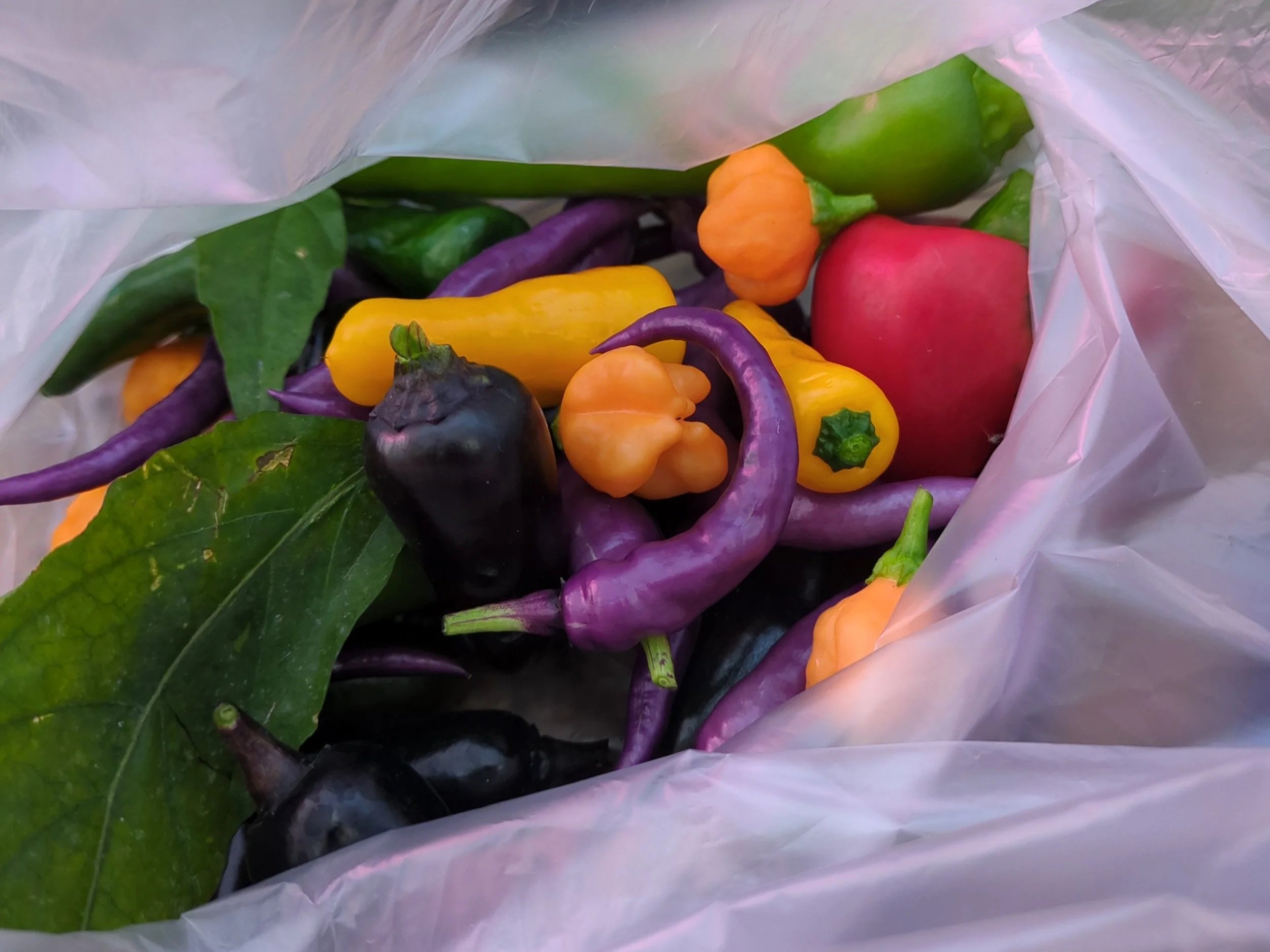 20add1a7-1196-436c-9f9e-128fa7a452d4 Colorful assortment of fresh chili peppers and vegetables, including purple, yellow, and green varieties, nestled in a plastic bag. Ideal for culinary use and adding flavor to dishes.