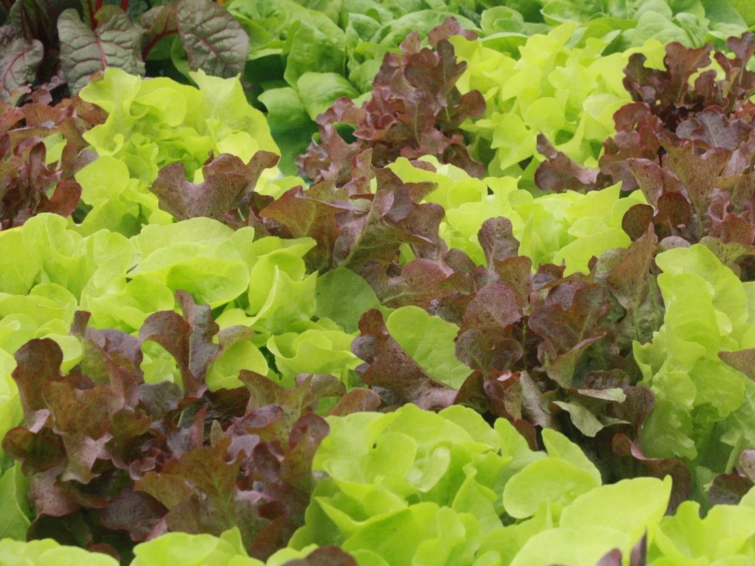 475773316_951978683702875_5576312199561872608_n Vibrant green and red leaf lettuces growing in a lush garden, showcasing diverse textures and colors, ideal for fresh salads and healthy meals.