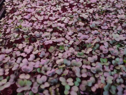 Message_1642522680792 Close-up of vibrant microgreens growing in a tray, showcasing a mix of green and purple leaves, ideal for healthy eating and culinary uses.