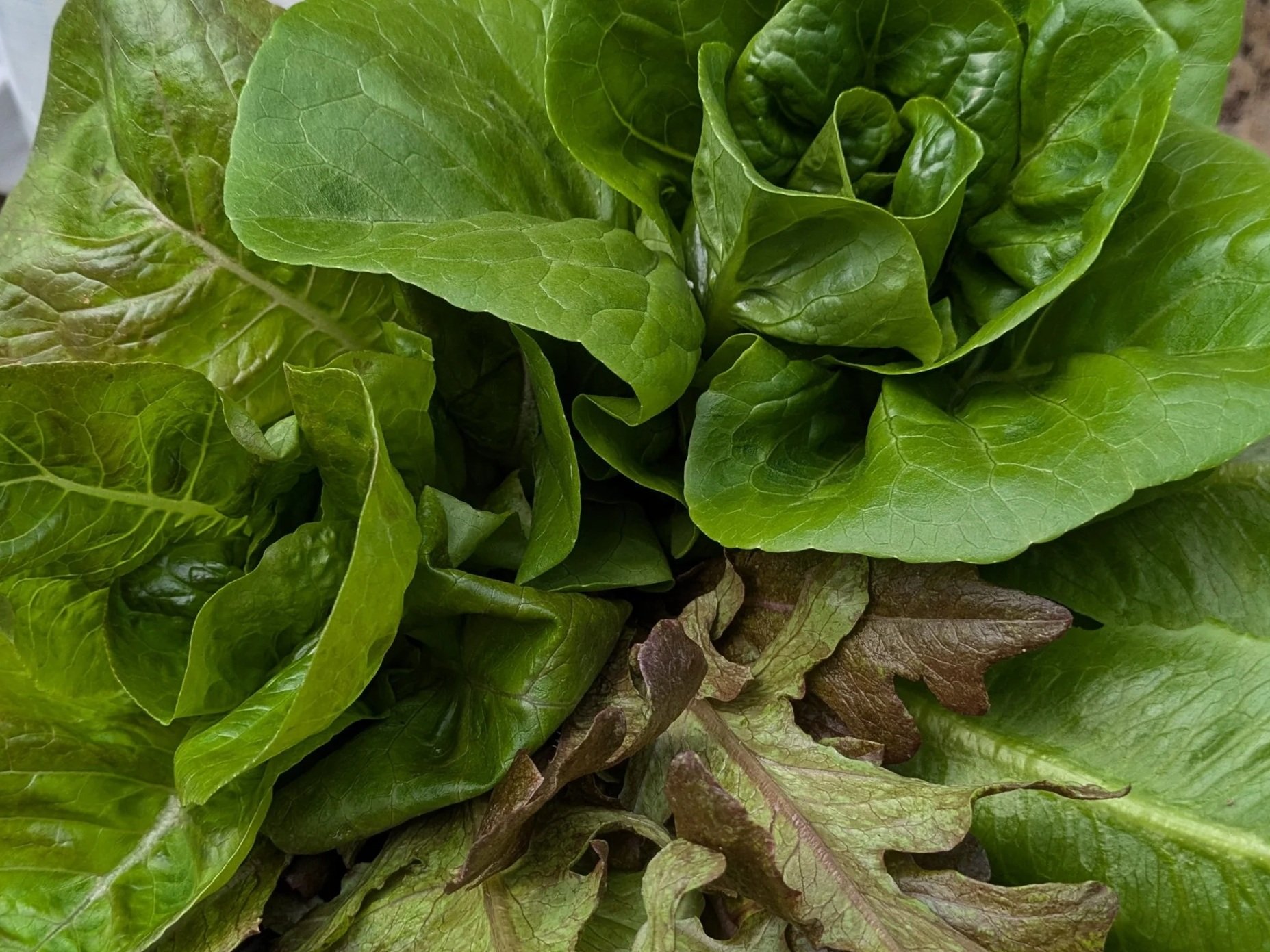 PXL_20240708_195441998 (2) Close-up of fresh green lettuce leaves, including romaine and mixed varieties, showcasing vibrant colors and textures, ideal for salads and healthy meals.
