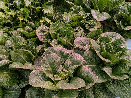PXL_20250505_120102038 (1) Lush green romaine lettuce leaves with textured surfaces, surrounded by other leafy greens in a vibrant vegetable garden setting.