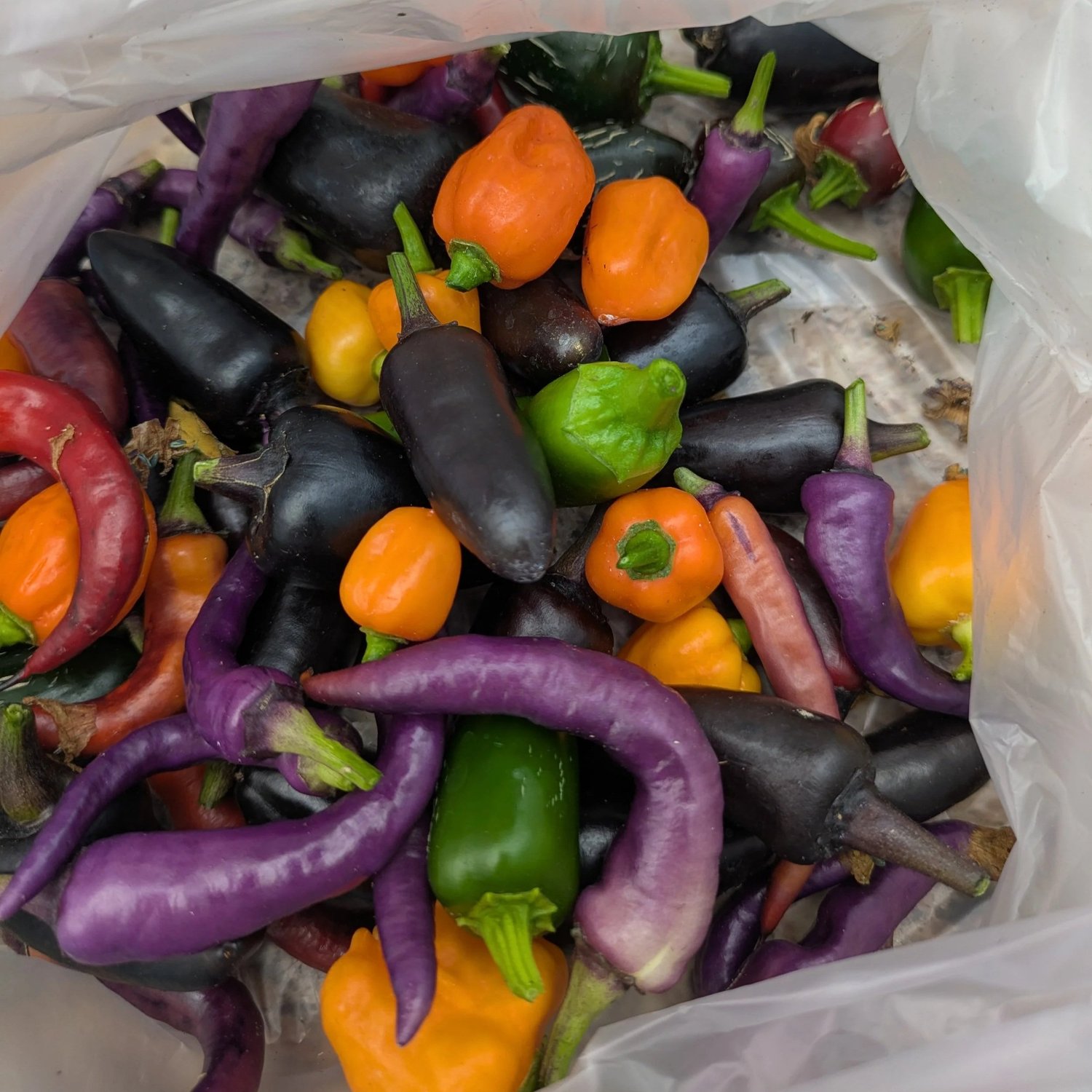 A variety of colorful chili peppers including purple, black, orange, and green hues, gathered together in a plastic bag, showcasing the diversity of fresh produce.