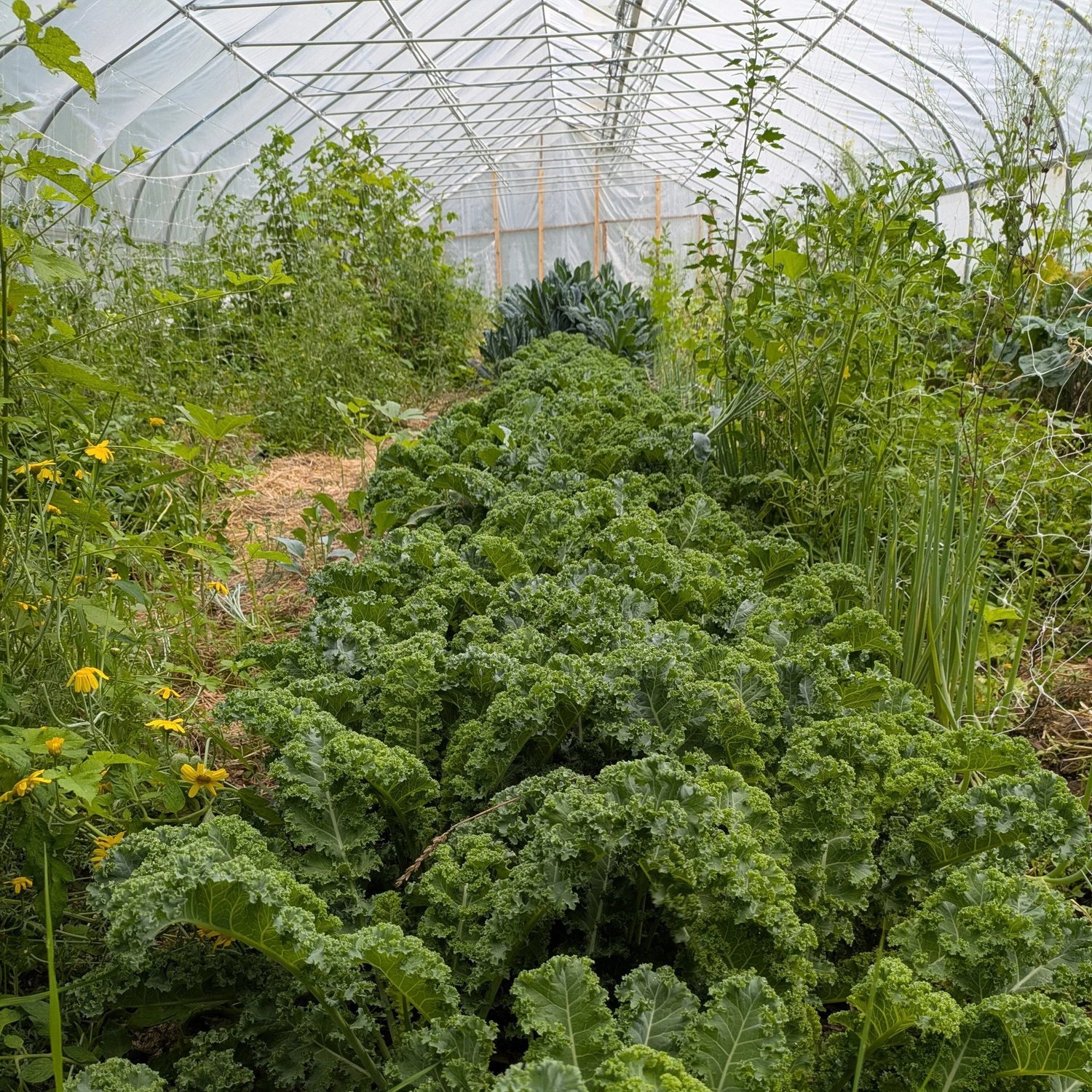 Lush green kale plants thriving in a greenhouse, surrounded by various vegetables and wildflowers, showcasing a productive indoor garden environment.