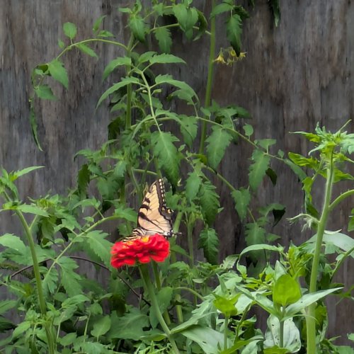 A vibrant butterfly resting on a red zinnia flower surrounded by green tomato plants and foliage, set against a rustic wooden background.